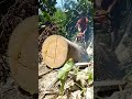 splitting large hard wood #sthilchainsaw #shortvideo #lumberjacking