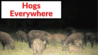 Wild Hogs Everywhere / Wild Boars are plowing up the Deer Camp / Setting Trail Camera up on pre bait