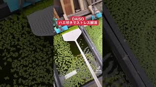 @めだか先生　DAISOハエ叩きで今日も気持ちいいー