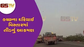 કચ્છ - કચ્છના દરિયાઈ વિસ્તારમાં તીડનું આક્રમણ  | Gstv gujarati News