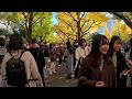 golden ginkgo avenue at meiji jingu gaien.【4k】11.2024