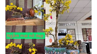 Ngắm những cây mai nở đẹp ,dự lễ hội chợ lách về rồi mới tỏa sáng