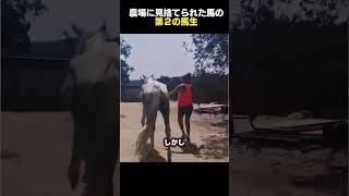 見捨てられた馬を救った人々 #感動