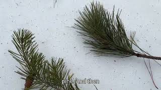 Field Notes Friday: Identifying Pine trees