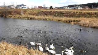 長内川新開橋白鳥飛来地（きてきて久慈市）