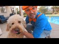 Blippi Plays in the Backyard with Kideo and Toys  Learn Numbers and Learn Colors for Toddlers