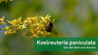 Koelreuteria paniculata - Chinese vernisboom | Van den Berk over Bomen