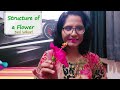 structure of a flower learn with real flower 🌸 hibiscus icse class 6 biology part 1