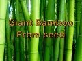 Growing Giant Bamboo from Seed - Phyllostachys pubescens