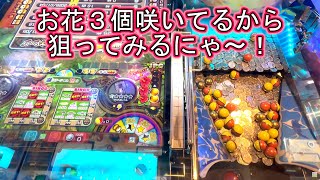 こねこのメダルゲーム日記No.851 ガッ釣りGO!　お花が3つ咲いてるにゃ！前編