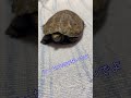 リオン 睡眠を妨げる手のアレ shorts かめ 亀 イシガメ ニホンイシガメ turtle 爬虫類