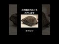 リオン 睡眠を妨げる手のアレ shorts かめ 亀 イシガメ ニホンイシガメ turtle 爬虫類