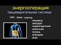 #энергооперация Пищеварительная система