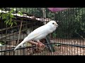 the most pleasant canary singing training