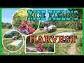 HARVESTING RICE FIELD | Emsjoe Channel 🔰