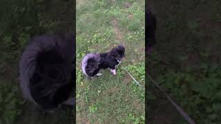 Pekingese VS Kitty