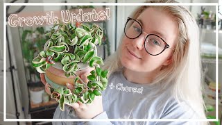 Massive Growth Update + Lets Do Houseplant Chores Together!