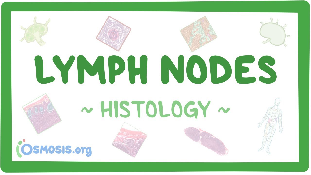 Lymph Nodes Histology Youtube
