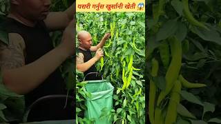 मनग्ये आम्दानी गर्न यसरी गर्नुहोस आधुनिक खुर्सानी खेती 😱 #farming #farmer #china #motivation #viral