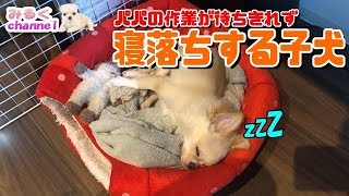 🔴パパの作業が待ちきれず寝落ちする子犬チワワ【みるく】【可愛い】【Chihuahua】【dog】【puppy】