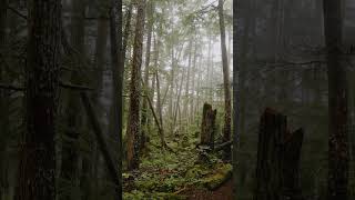 Mystical hike through the Tongass National forest 🌳 in Alaska!