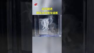 成都发现“水中大熊猫”桃花水母|CCTV中文国际