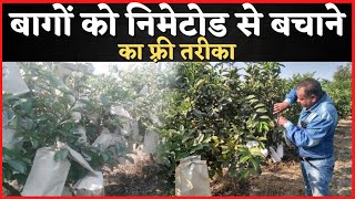 nematode control in orchard crop।निमेटोड का नियंत्रण। बागों में निमेटोड का नियंत्रण बिना खर्च के।