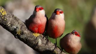 Восхитительное пение птиц в утреннем лесу Усыпляющие звуки природы Как поют птиц