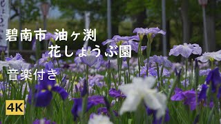 油ヶ渕 花しょうぶ園 (音楽付き) Aburagafuchi Flower Iris Garden (with music)