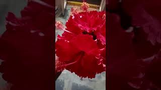 #hifriends #flowers #shortvideo #shorts #ytshorts #home #pusina #🌺 #flowers #