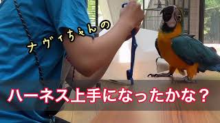 ナヴィちゃんの、ハーネス上手になったかな？＃ルリコンゴウインコ＃鳥おば＃ハーネス練習