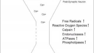 Mechanism of Glutamate Excitotoxicity