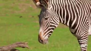 Ilori the Grévy's Zebra arrives at 'Into Africa' at YWP