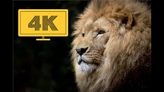 Majestic Lion in 4K Quality