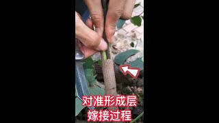 果樹嫁接（切接）的操作過程，接穗對準砧木的形成層，這樣成活率高In the operation process of fruit tree grafting ，cutting and grafting