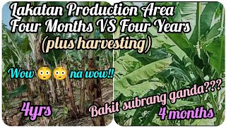 『Lakatan Production Area 4 Months vs 4 Years』〘+Harvesting〙