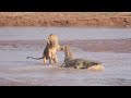 EXTREMELY RARE!! ION VS CROCODILE | Amazing Crocodile Take Down  WTN Animals