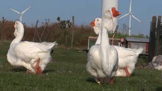 17.08.2018. RUSLAN \u0026 FEDOR - white kholmogory geese at 18 months hatched in OLYMPUS farm.