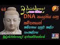 48 dna සංයුතිය යනු කම්පනයක් කම්පනය අනුව