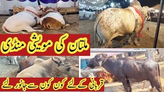 Visit Cow/Animal Market in Multan || ملتان کی مویشی منڈی