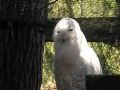 Snowy Owl Hooting