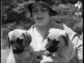 masterful mastiffs 1931