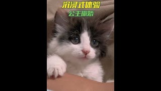 沉浸式体验公主撒娇#猫 #小奶猫