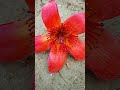 red cotton tree bombax ceiba