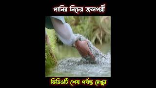 অদ্ভুত একটি জলপরী #ytshorts #explainedinbangla #shortsvideo #shortsfeed