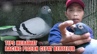 CARA MENJODOHKAN MERPATI POS,CEPAT BERTELUR