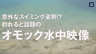 意外なスイミング姿勢!? 釣れると話題のオモック水中映像公開