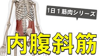 【1日1筋肉×内腹斜筋】体幹の両側面にある腹筋：内腹斜筋の起始停止と作用について