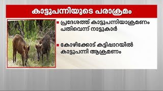 കാട്ടുപന്നിയുടെ ആക്രമണം കോഴിക്കോട് മൂന്നുപേര്‍ക്ക് പരിക്കേറ്റു | Mathrubhumi News