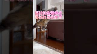 猫は何故液体と呼ばれるのか？ #cat #猫のいる暮らし #ねこ